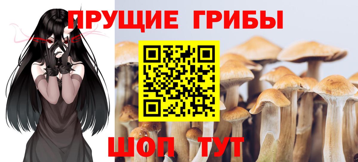 Большой Камень  Псилоцибиновые грибы Cubensis  Вход с VPN 